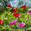 De Ziua Națională a Tineretului, tinerii pot vizita gratuit Grădina Botanică din Cluj-Napoca