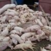 166 de porci purtători de pestă porcină africană au fost eutanasiați în Maramureș
