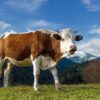 Măguri Răcătău, județul Cluj: informare privind Acordarea despăgubirilor în caz de atac al unui animal sălbatic!