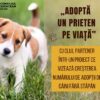 Consiliul Județean Cluj lansează proiectul „Adoptă un prieten pe viață”: parteneriat amplu pentru creșterea adopțiilor și combaterea abandonului canin!